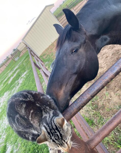 Cat + Horse G