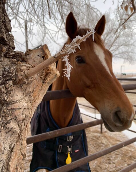 Horse + Snow Fractiles G